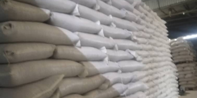 Что продаём Фасоль красная томатная (red kidney) для переработки,