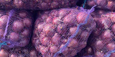 The producer is selling onions from the 2025 harvest.