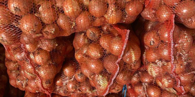 The producer is selling onions from the 2025 harvest.