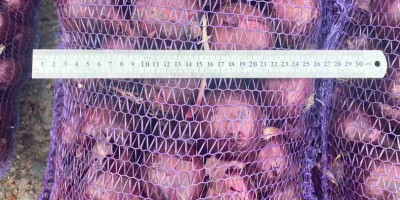 The producer is selling onions from the 2025 harvest.