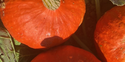 Organic Hokkaido pumpkins of Naturland quality for sale