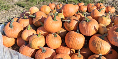 Gladiator-Kürbisse von 7 bis 14 kg zu verkaufen, Lieferung