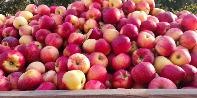 Mere idared foarte frumoase,avem și soiul florina