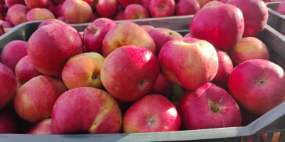 Mere idared foarte frumoase,avem și soiul florina