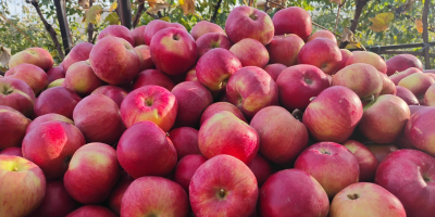 Mere idared foarte frumoase,avem și soiul florina