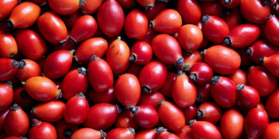 Ищу покупателя на плоды шиповника с собственной плантации. Сейчас