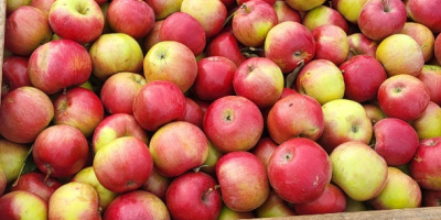 Продајемо Идарет калибра 65+, из Републике Молдавије. Вршимо доставу