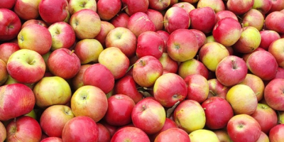 Продајемо Идарет калибра 65+, из Републике Молдавије. Вршимо доставу