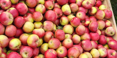 Продајемо Идарет калибра 65+, из Републике Молдавије. Вршимо доставу