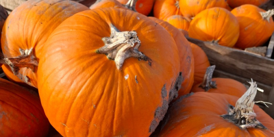 I am selling pumpkins