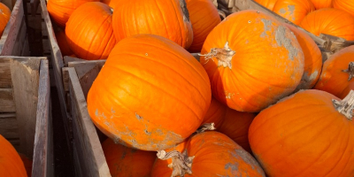 I am selling pumpkins