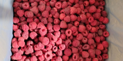 Salve, siamo la Cooperativa Agricola Fungo-Vita dalla Serbia. Vendiamo