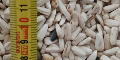 Weiße Sonnenblume Dzakiran ausgewählt für weitere Informationen [Telefonnummer] Serbien