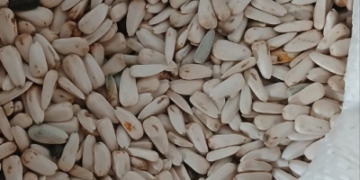 Weiße Sonnenblume Dzakiran ausgewählt für weitere Informationen [Telefonnummer] Serbien