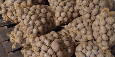 Voi vinde cartofi Gala din sol ușor, cantități de