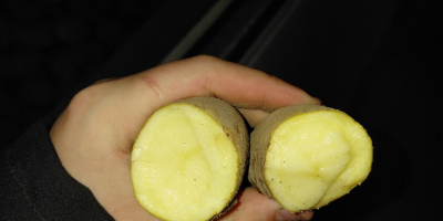 Ich besitze 10 Hektar Kartoffeln der Sorte Ludmiła, die