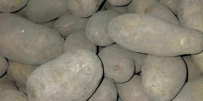 Ich besitze 10 Hektar Kartoffeln der Sorte Ludmiła, die