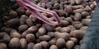 I have 10 hectares of potatoes of the Ludmiła