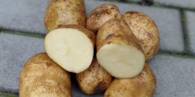I have 10 hectares of potatoes of the Ludmiła
