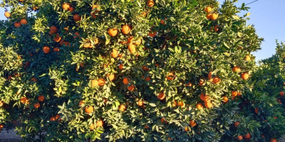 Ausgezeichnete Navelina-Orangen aus den Obstgärten von Aljucer (Murcia). Ein