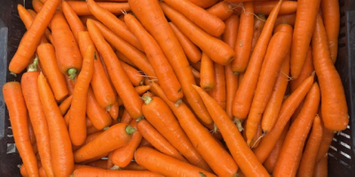 Свежа, квалитетна шаргарепа директно од произвођача! Величина: - нормална