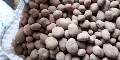 Здравейте. Продавам ядливи картофи Сорая и Балтикроса, кал. 50+,