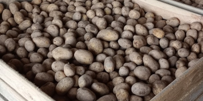 Здравейте. Продавам ядливи картофи Сорая и Балтикроса, кал. 50+,