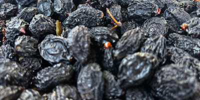 Prugne denocciolate - non calibrate (Moldavia, varietà Stanley) Origine: