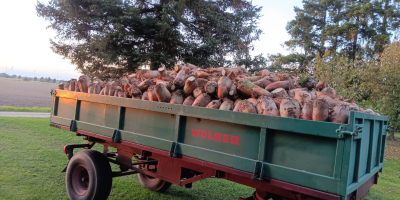 Soiul Brigadier, recoltat manual