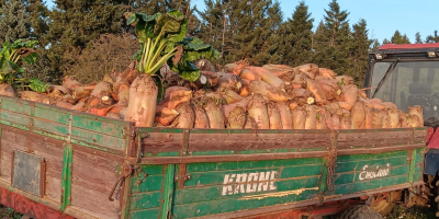 Soiul Brigadier, recoltat manual