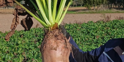 Soiul Brigadier, recoltat manual