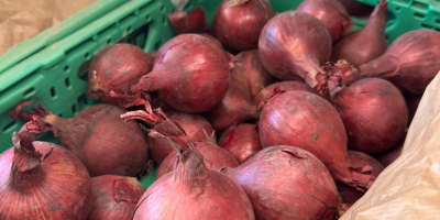 Suntem Biała Cebula PL, un furnizor de încredere de