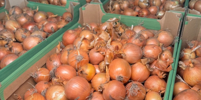 Suntem Biała Cebula PL, un furnizor de încredere de