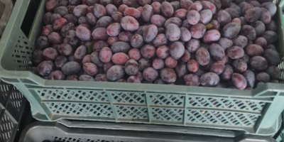 Продајем шљиве као поклон из хладњаче.