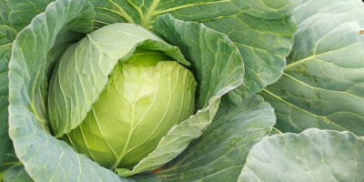 Kohl Futoški Nachkommen Menge 50000t-60000t