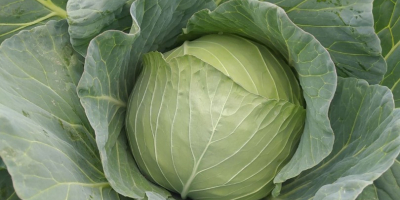 Kohl Futoški Nachkommen Menge 50000t-60000t