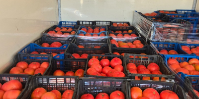 Продајем ружичасти парадајз - елитни квалитет. Нудим свеж, ароматичан