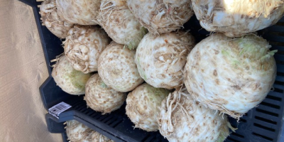 Celery for sale in large quantities Celery produced in