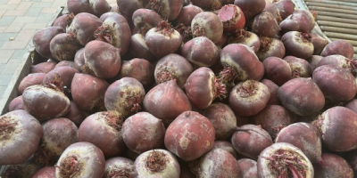 Beetroot for sale in large quantities! Washed or unwashed.