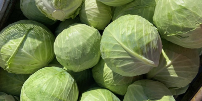 Large quantities of freshly picked cabbage produced in Hungary