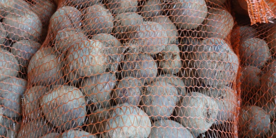 Hello, I am selling beetroot, Azuma F1 variety. It