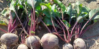 Hello, I am selling beetroot, Azuma F1 variety. It