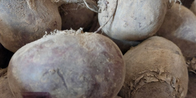 Hello, I am selling beetroot, Azuma F1 variety. It