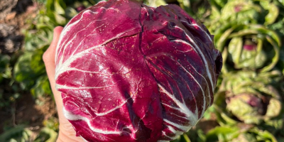 Jó állapotban lévő radicchio. Nincs fekete szegély a végein,
