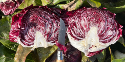 Jó állapotban lévő radicchio. Nincs fekete szegély a végein,