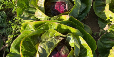 Jó állapotban lévő radicchio. Nincs fekete szegély a végein,