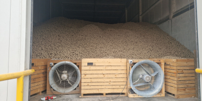 Potatoes from light soil, possibility of sorting smaller caliber,