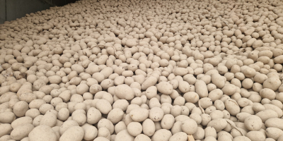 Potatoes from light soil, possibility of sorting smaller caliber,