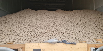 Potatoes from light soil, possibility of sorting smaller caliber,