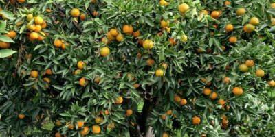 Zertifizierte Bio-Clementinen - g.g.A. Clementinen aus Kalabrien - Hergestellt